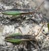 Myrmus miriformis